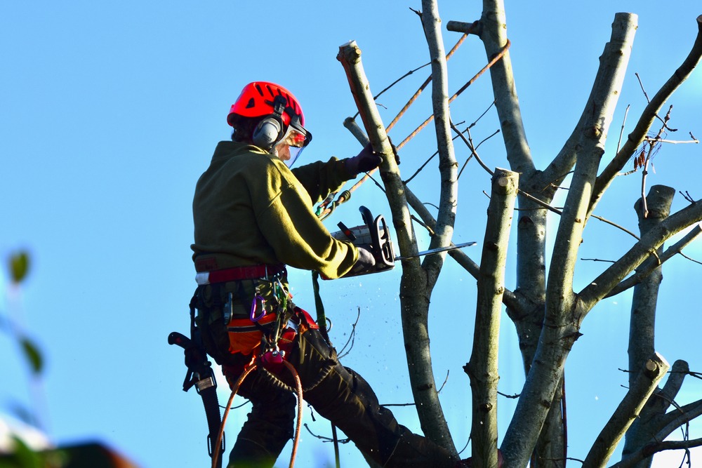 taille et abattage d 'arbre mont de marsan