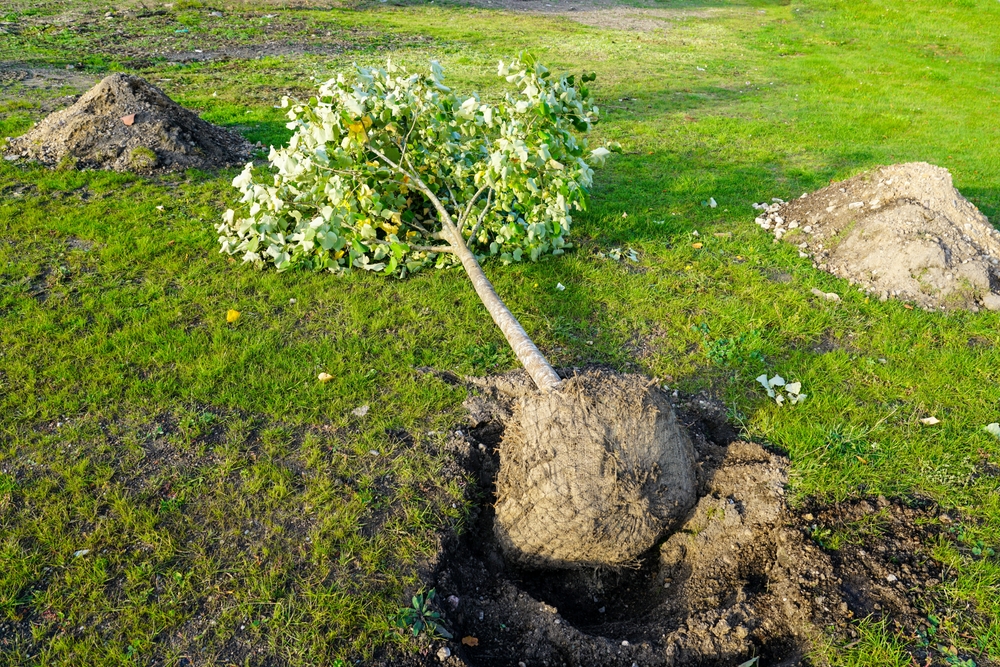 JARDINIER POUR PLANTATION D’ARBUSTES, FLEURS ET ARBRES PRES DE MONT DE MARSAN