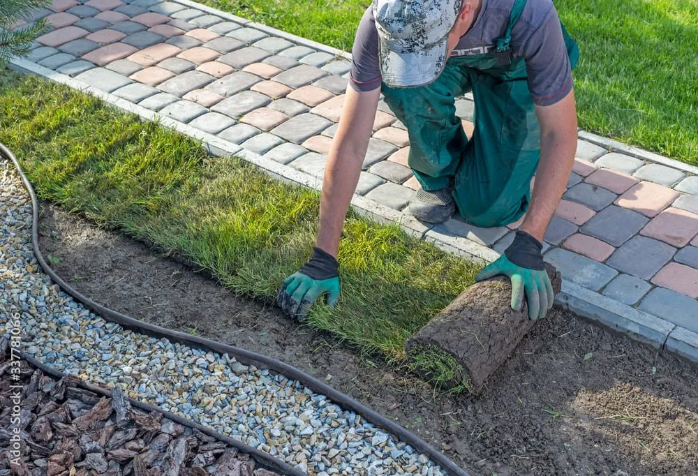 Déssouchage 1 création de jardin mont de marsan