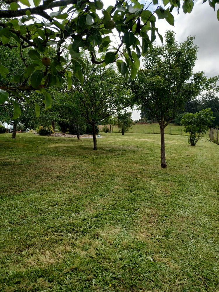 Plantation 3 platantion arbre arbustre spm40 mont de marsan