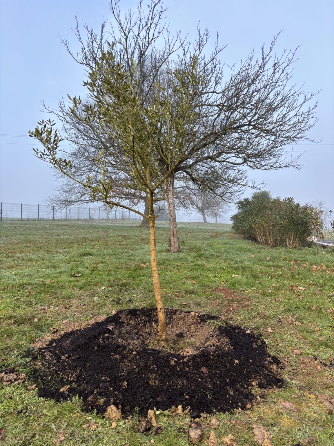 Plantation 2 PLANTATION ARBRE ET ARBUTRE MONT DE MARSAN